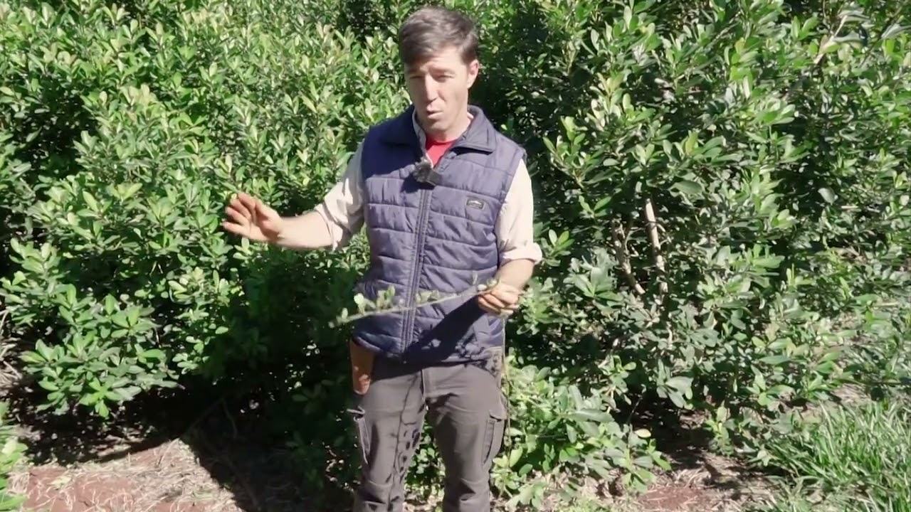 Tutorial Maní Forrajero, cultivo de yerba mate argentina