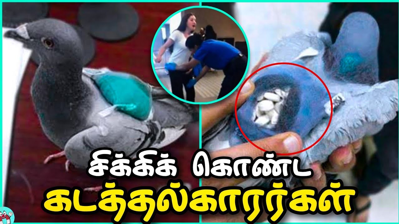 Smartest Smugglers Who Got Caught in Tamil | The Magnet Facts