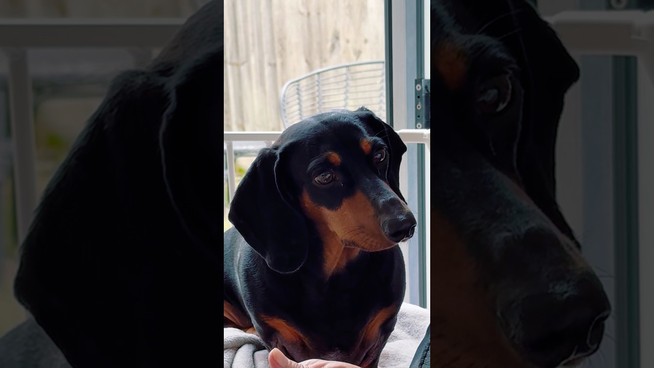 A dogs love is the purest love you will ever know 🐶❤️