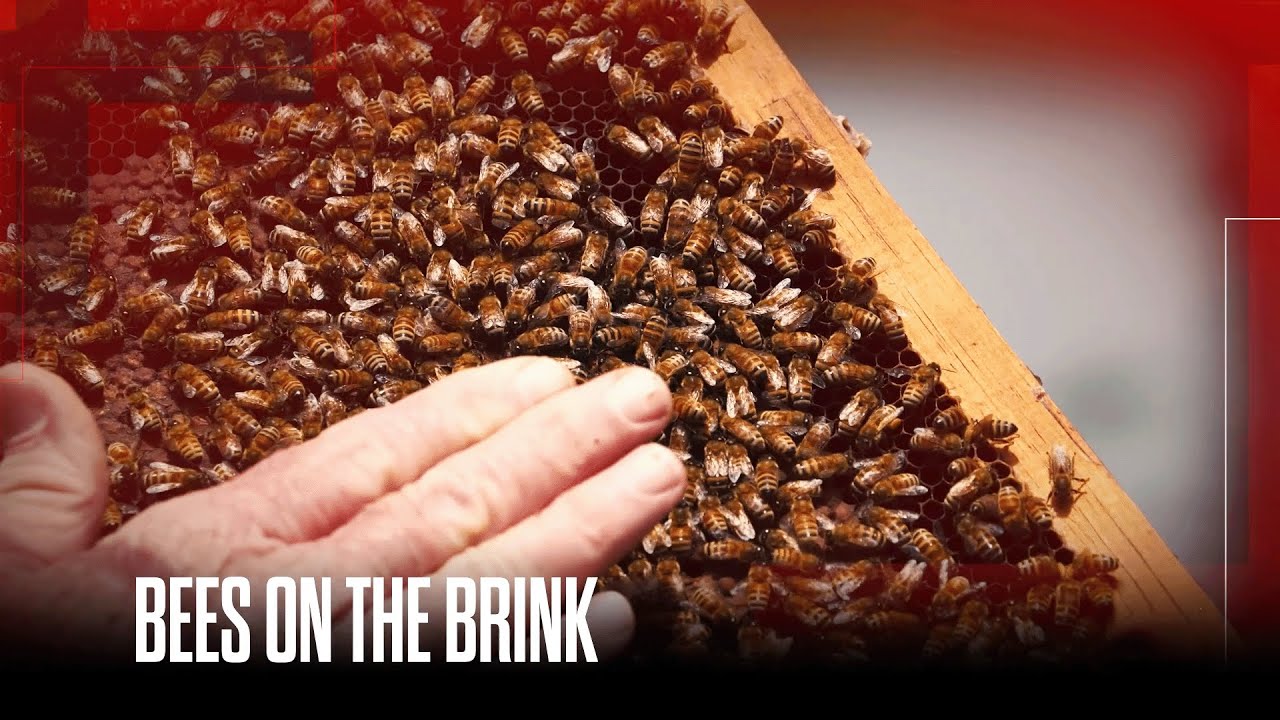 Honeybee colonies face unprecedented losses as 2025 becomes worst year on record