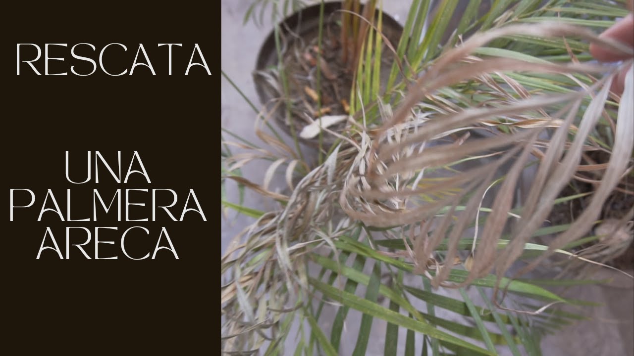 Cómo rescatar una Palmera Areca