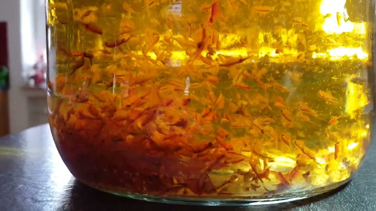 Update Kelleraquarium - es sind wieder zu viele Artemien.