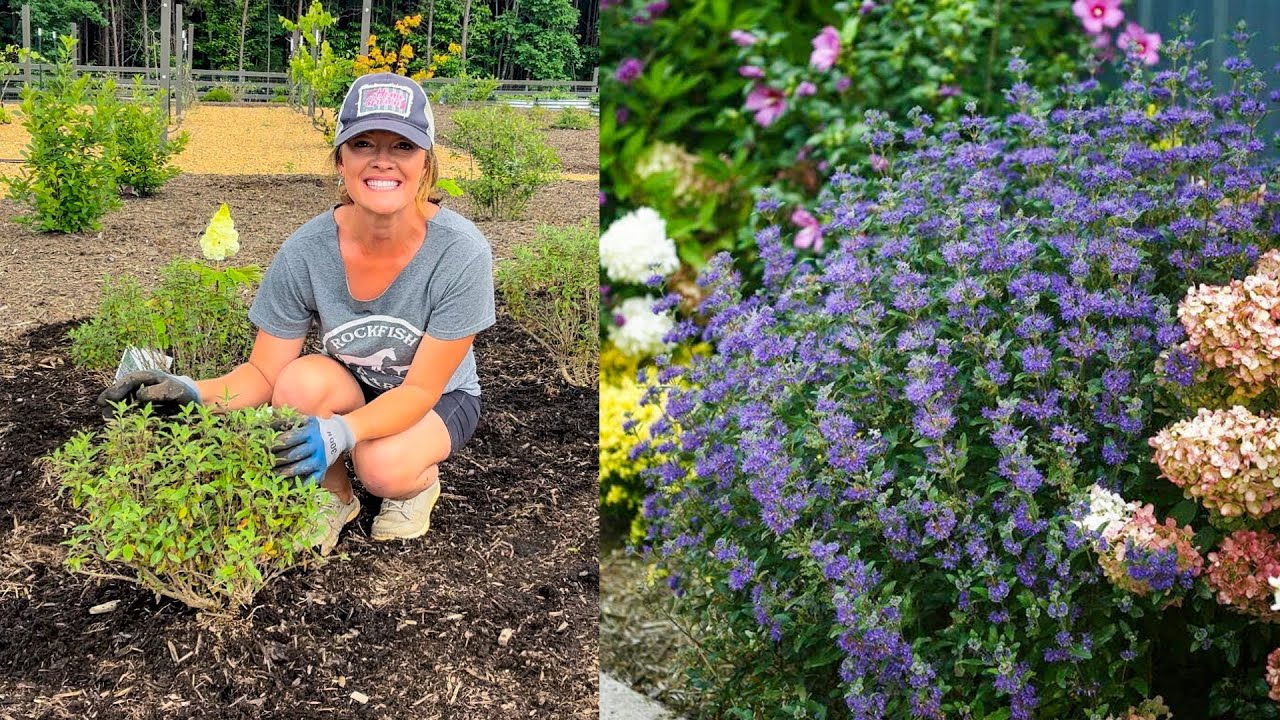 PLANTING BEYOND MIDNIGHT CARYOPTERIS // MINI GARDEN TOUR