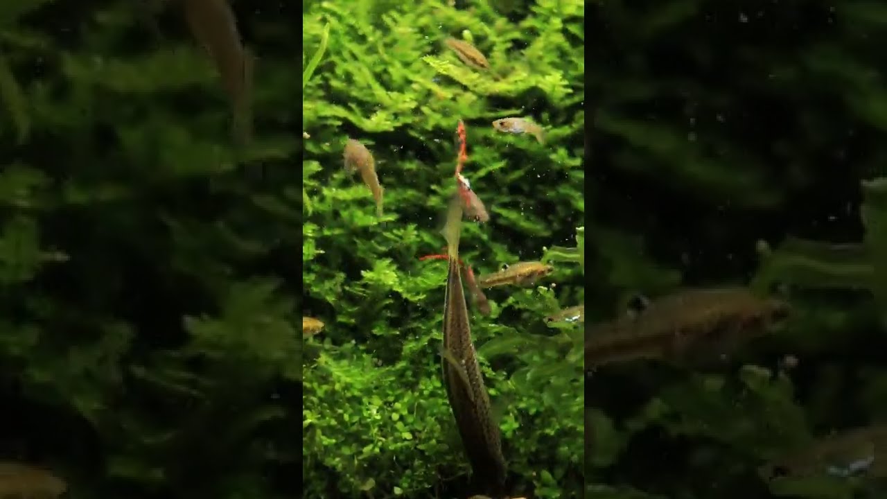 Least Killifish The smallest fish In north america 
