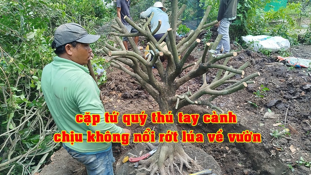 Cặp Mai Tứ Qúy Tay Cành Khó Chịu Tỷ 0906831333 | Tứ Qúy Miệt Vườn