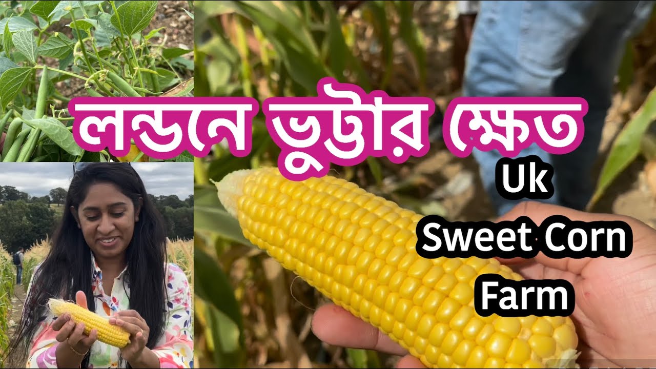 Sweetcorn Picking: What You Didn't Know