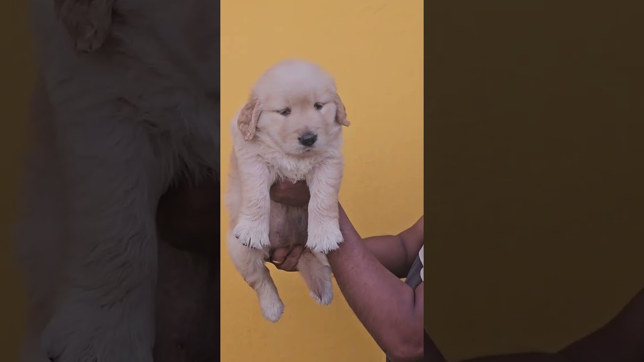 Biggest golden retiver kennel in kolkata...