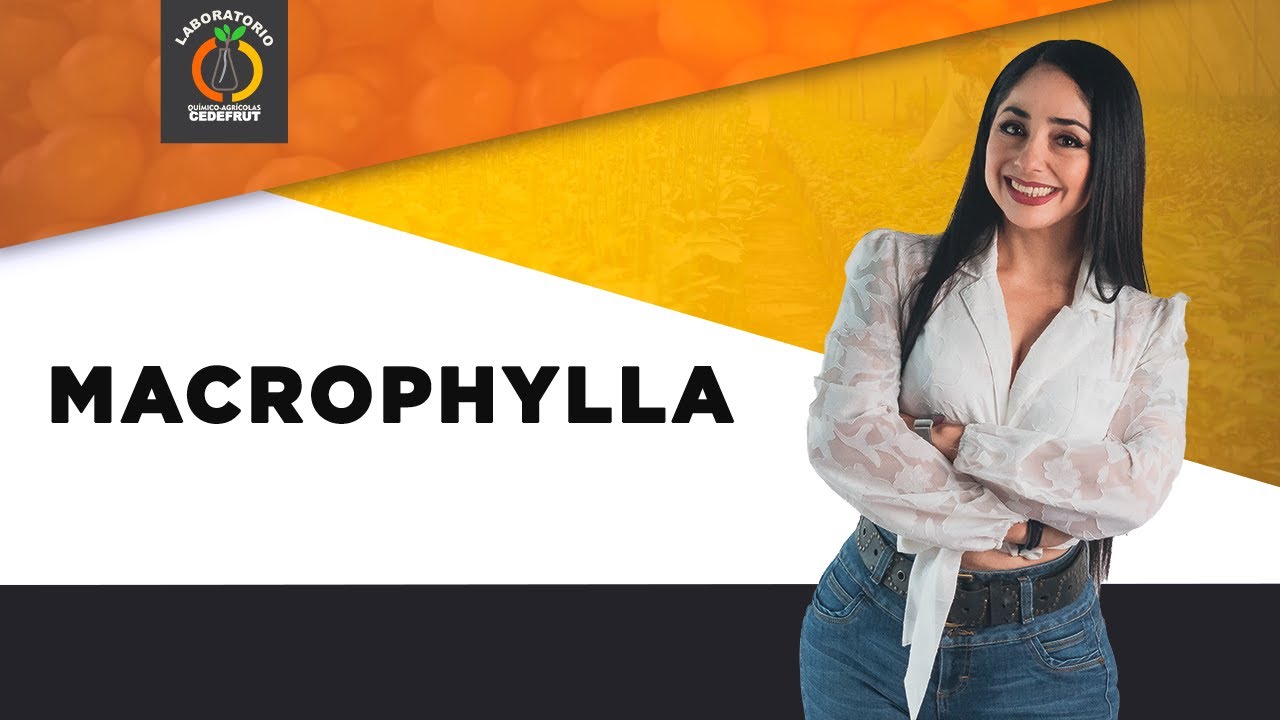 Macrophylla