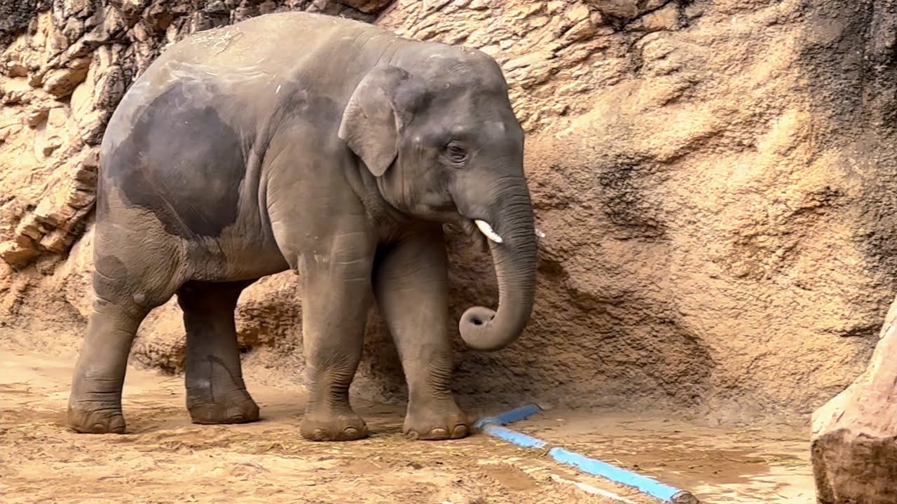 騒がしかったママ達とは逆に、のんびりなアルンくん🐘　2月10日 上野動物園　アジアゾウ