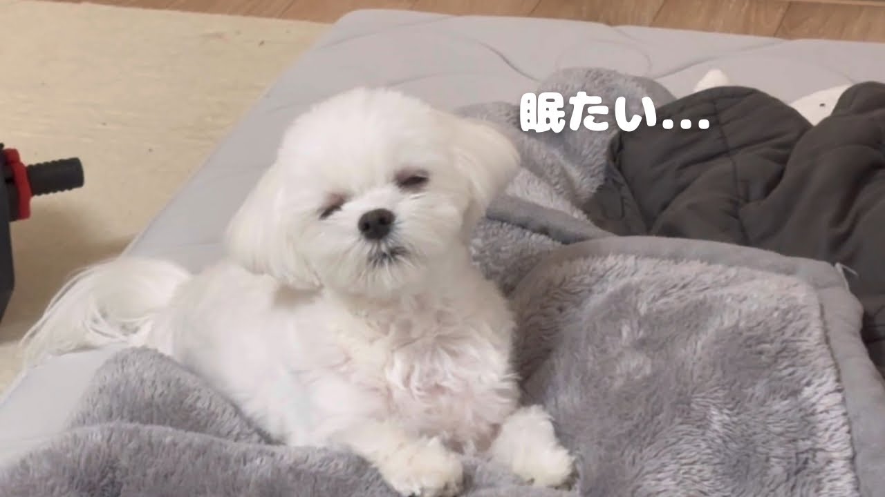 【vlog】眠たくなるマルチーズの1週間が可愛すぎた…