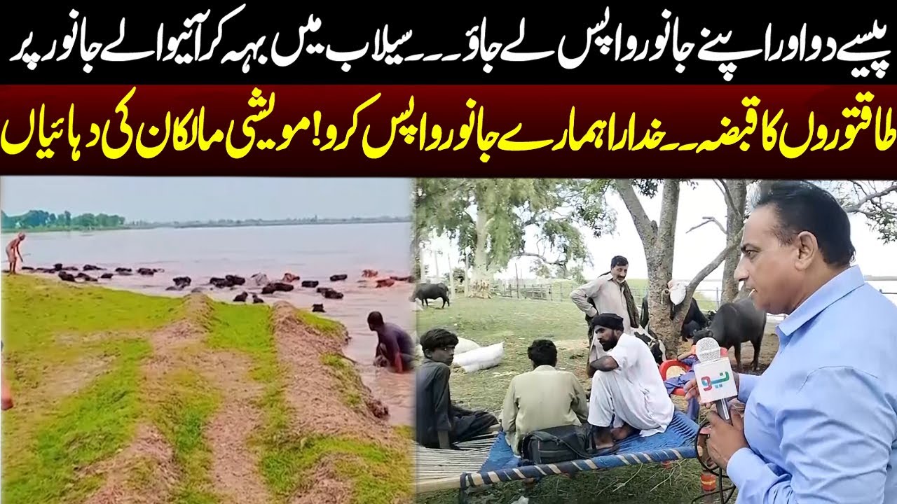 Flooded Animals Seized by Powerful People – Please Return Our Livestock | Neo News