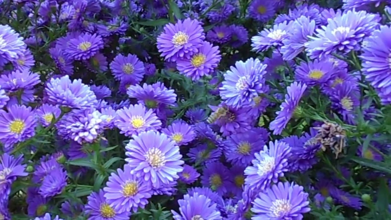 Herbstfarben mit Schmetterling und Bienen
