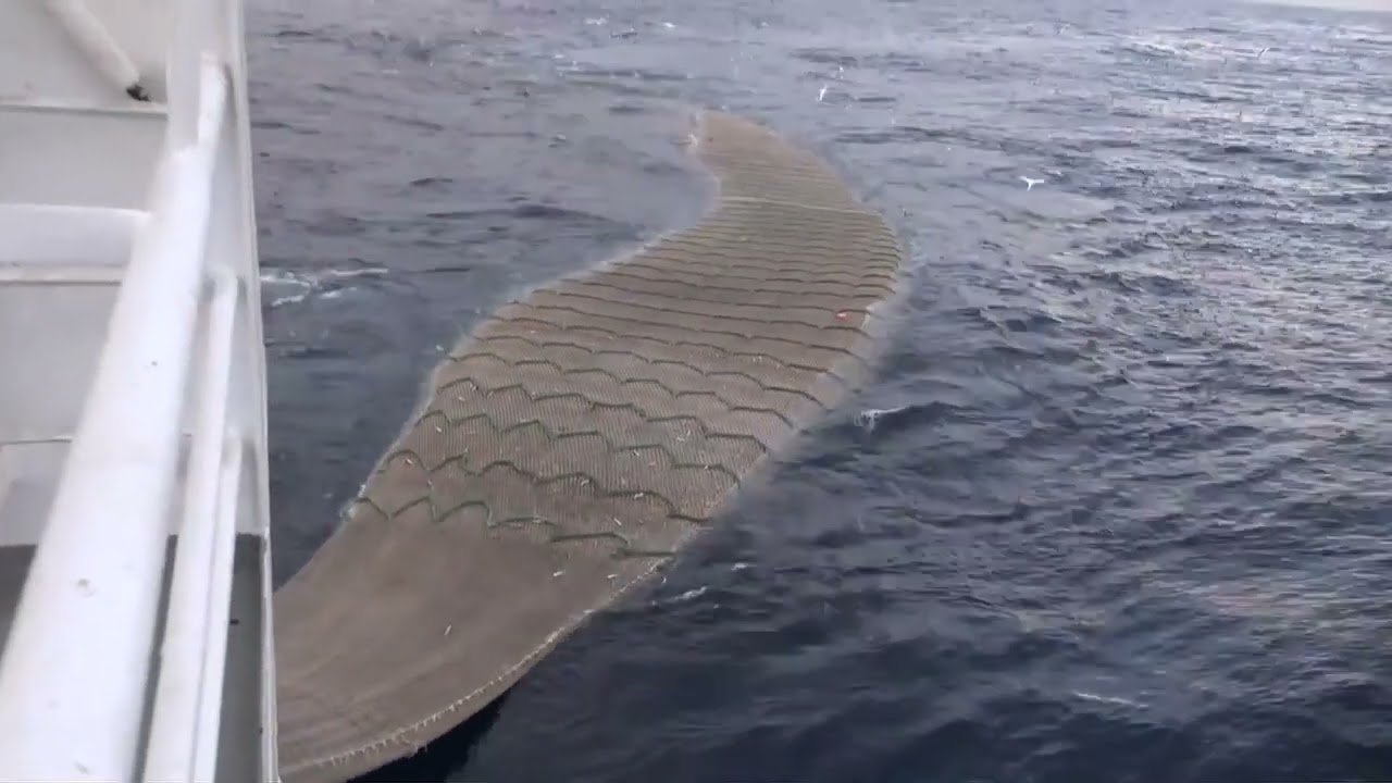Big Catch of Blue Whiting.