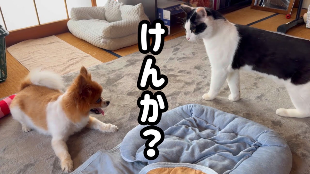 犬と猫がはじめてのケンカになっちゃった…？