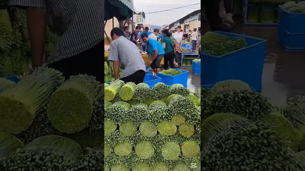 Secret garlic farming trick that boosts yield and doubles farmers' profit fast.