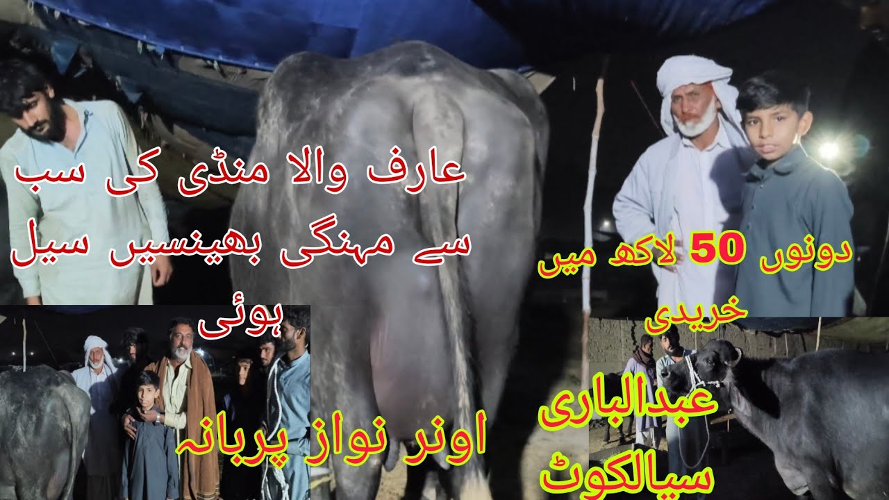 Norshaki high milking buffalo sale Okara Animal Tv 03004576252/13/11/2025 عارف والا 