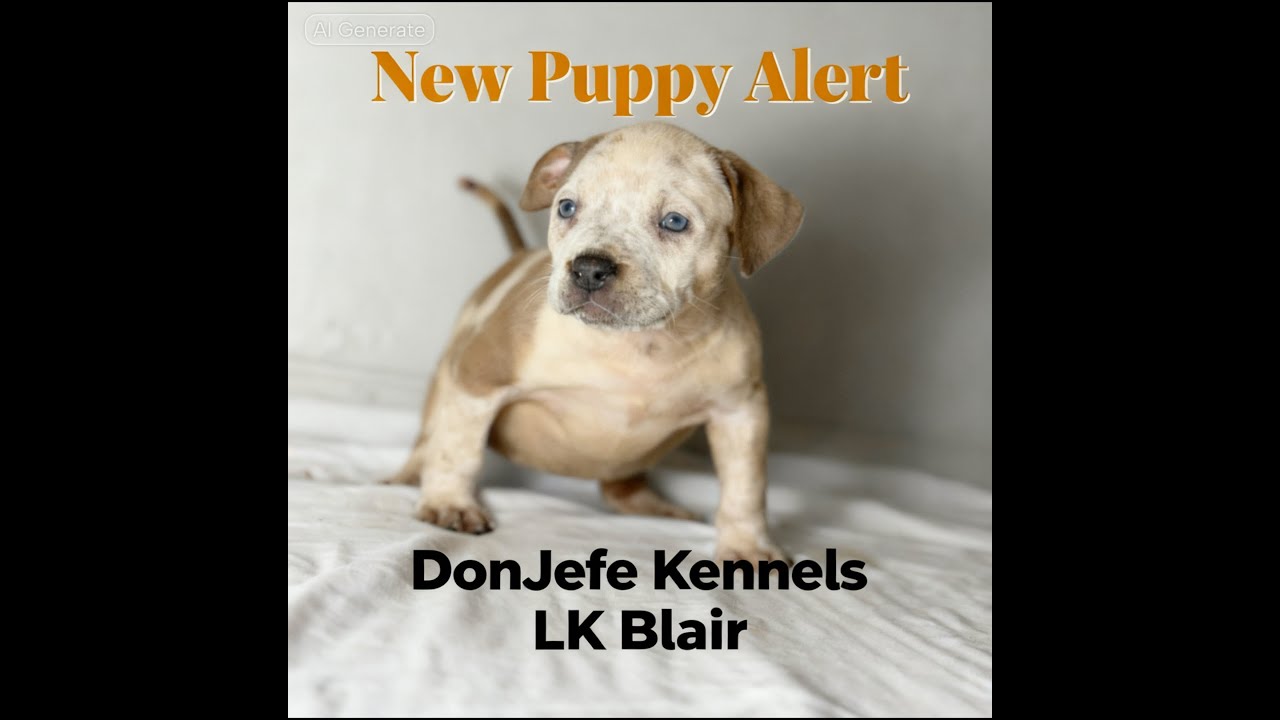 New Puppy Alert