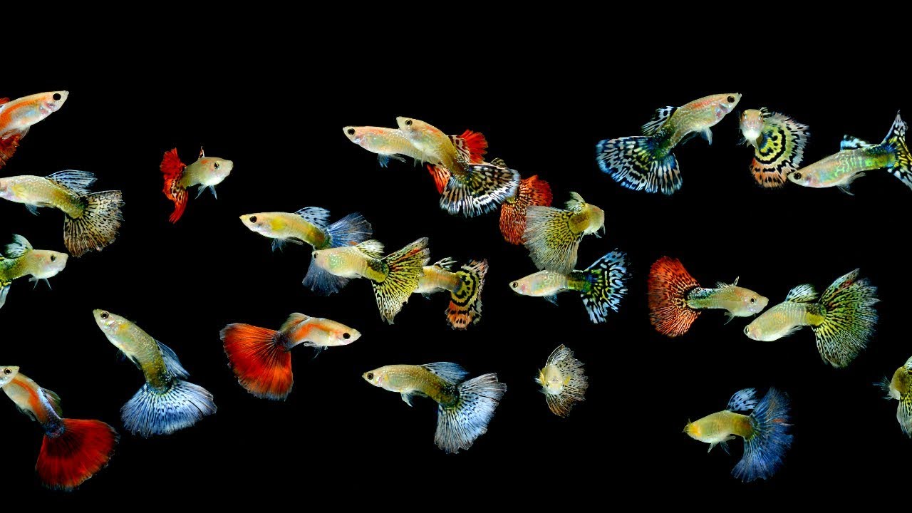 Super Cool 10 Gallon Fish Tank Ideas.