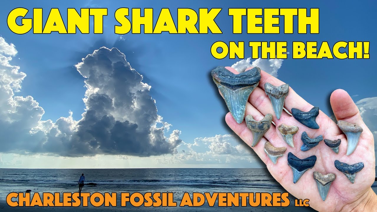 We Found GIANT Shark Teeth on the Beach! | Charleston Fossil Adventures