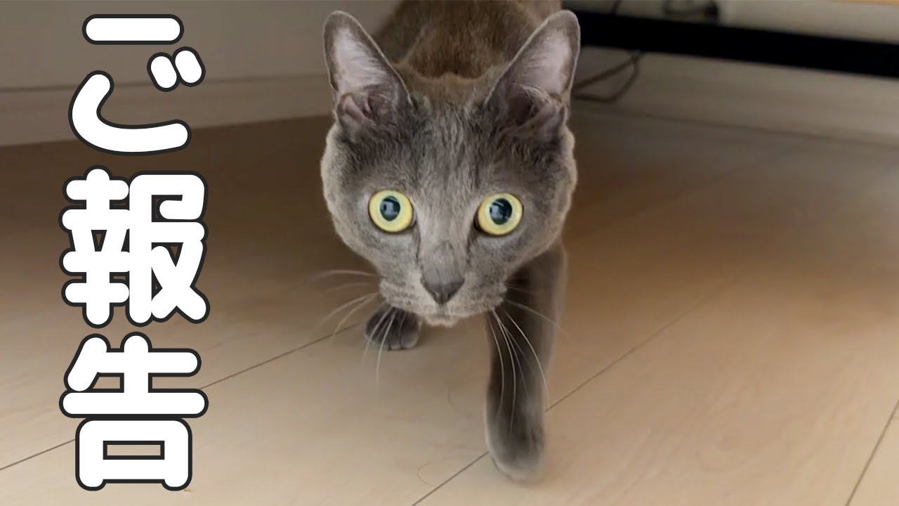 ハムちゃんの膀胱炎についてご報告です！