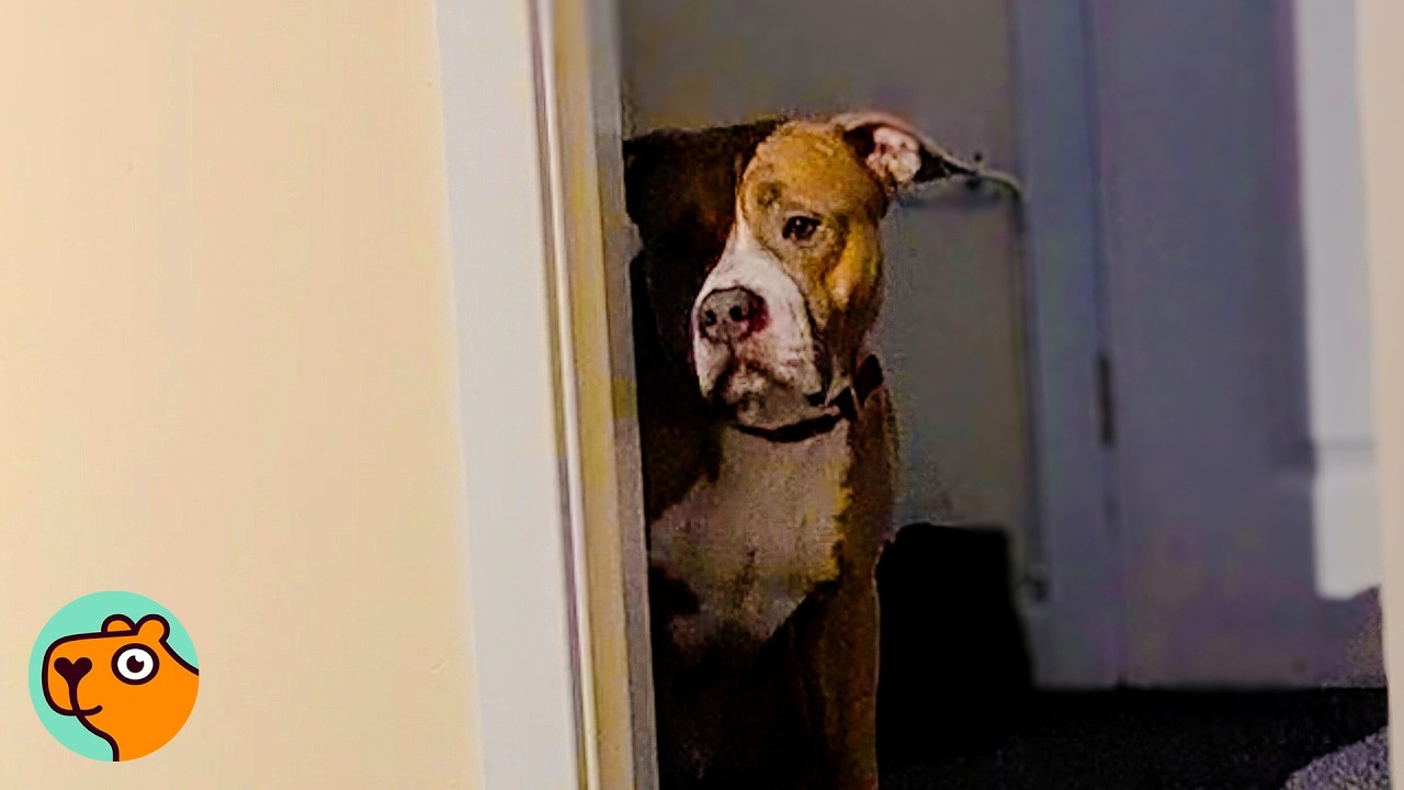 Terrified Dog Never Wagged His Tail Until He Met His New Mom | Cuddle Buddies