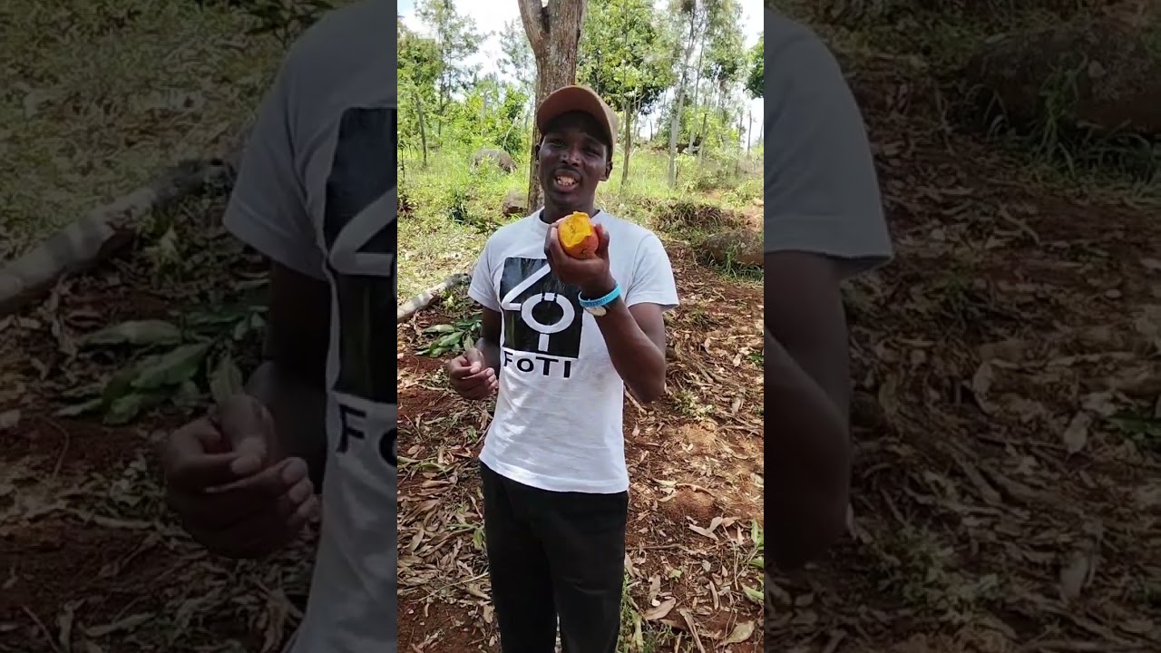 THE VISIT TO THE SECOND TALLEST TREE IN AFRICA 