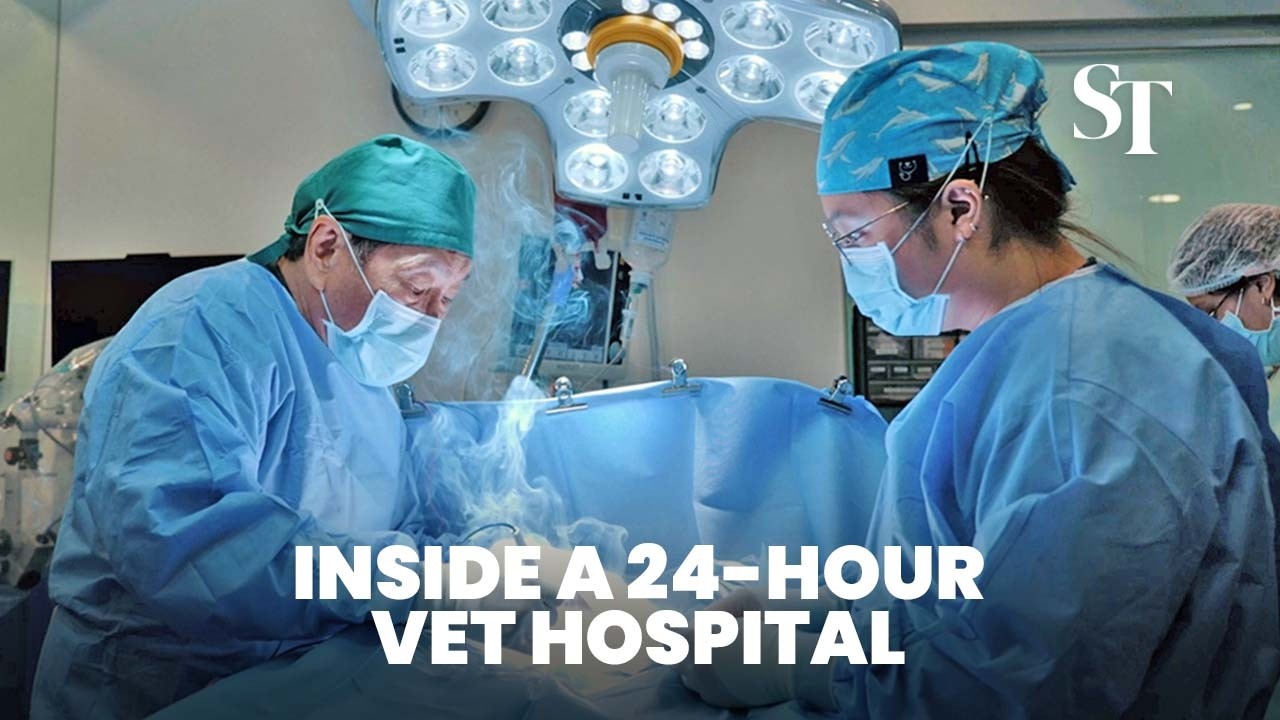 Inside a 24/7 pet hospital: Following vets through after-hours, emergencies  in Singapore