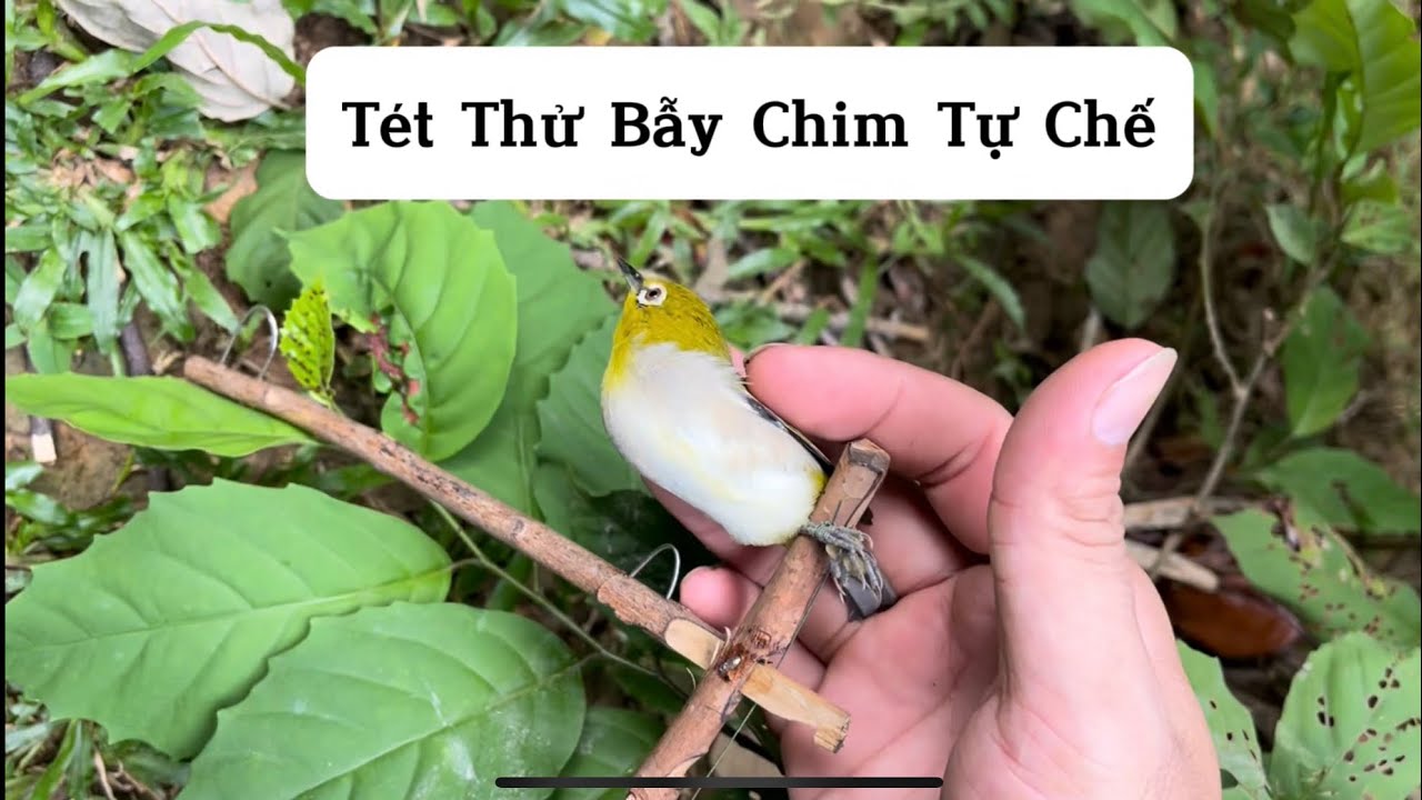 Mang Bẫy Chim Mới Làm Đi Thử Nghiệm #baychim #birdtrap