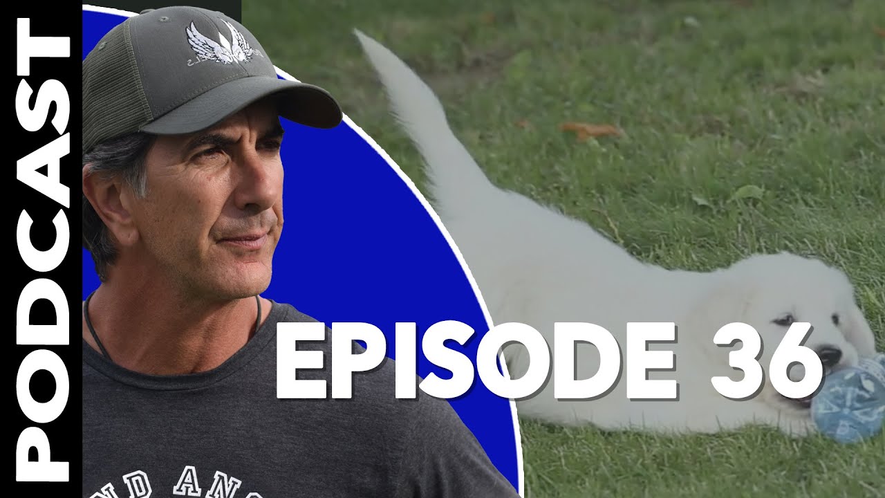 Puppy Podcast Everything about Puppies - Robert Cabral Dog Training Podcast - Episode 36