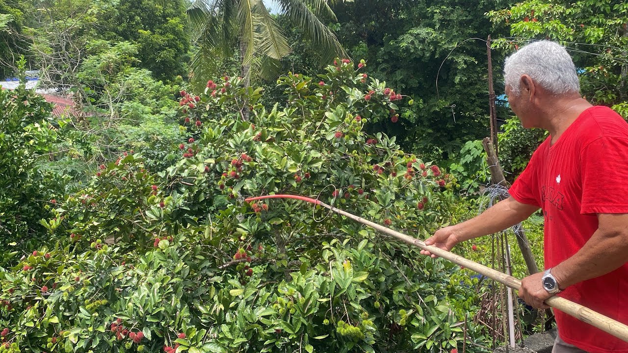 HARVESTING RAMBUTAN 