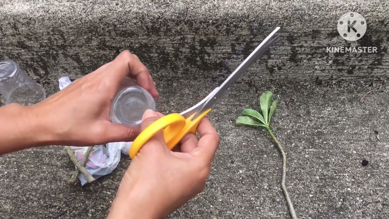 With Result/ Easy way on How to Propagate Adenium v2.