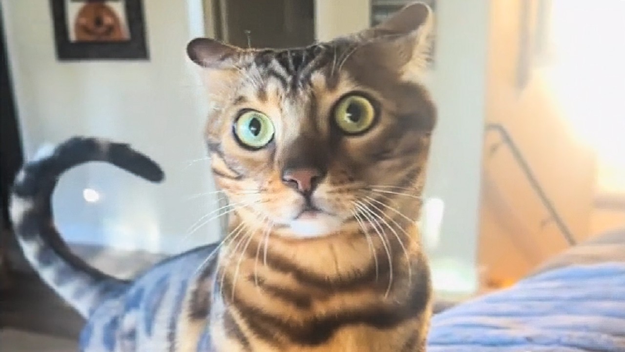 CATS & DOGS: Best of 2025