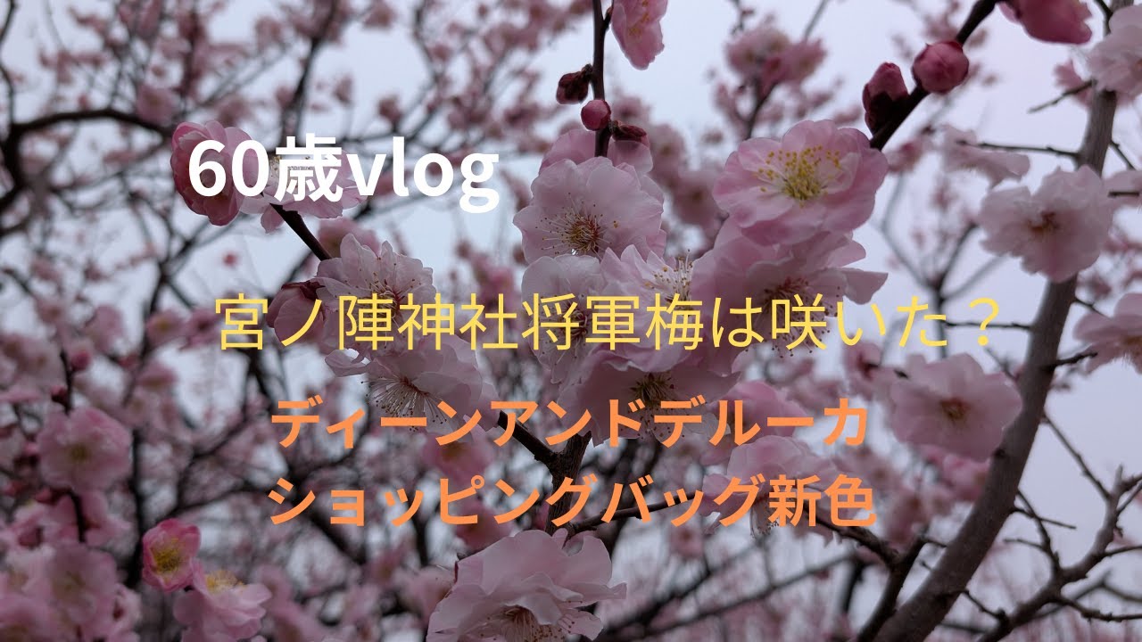 ＜60歳vlog＞＃35 宮ノ陣神社の将軍梅に想う/ディーンアンドデルーカショッピングバッグ新色出た/孫ちゃん卒園　#宮ノ陣神社　#ディーンアンドデルーカ