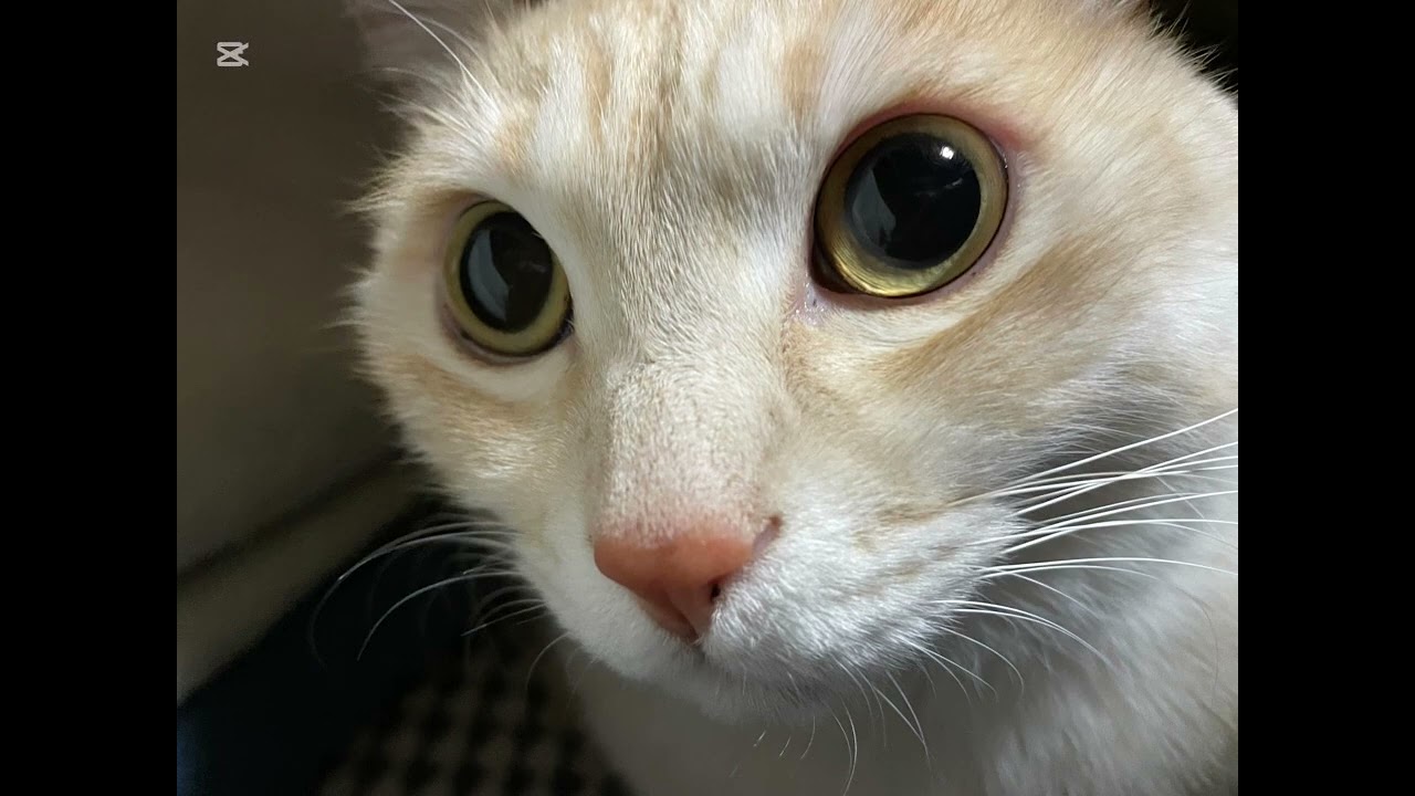 チビ（ピカチュウ）の成長記録🐱