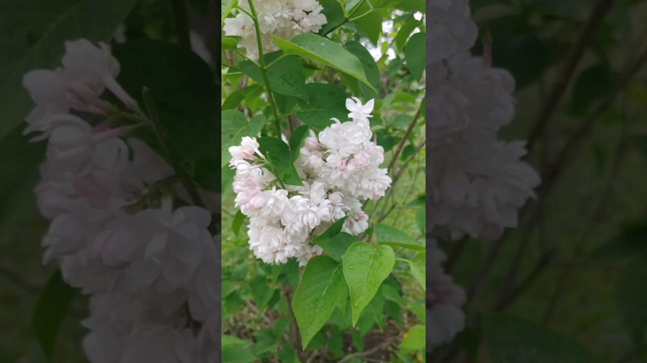 Цветение сакуры Весна Монреаль Канада 2