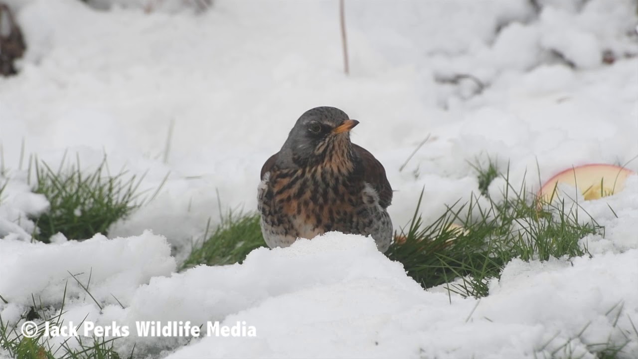 Fieldfare in front garden