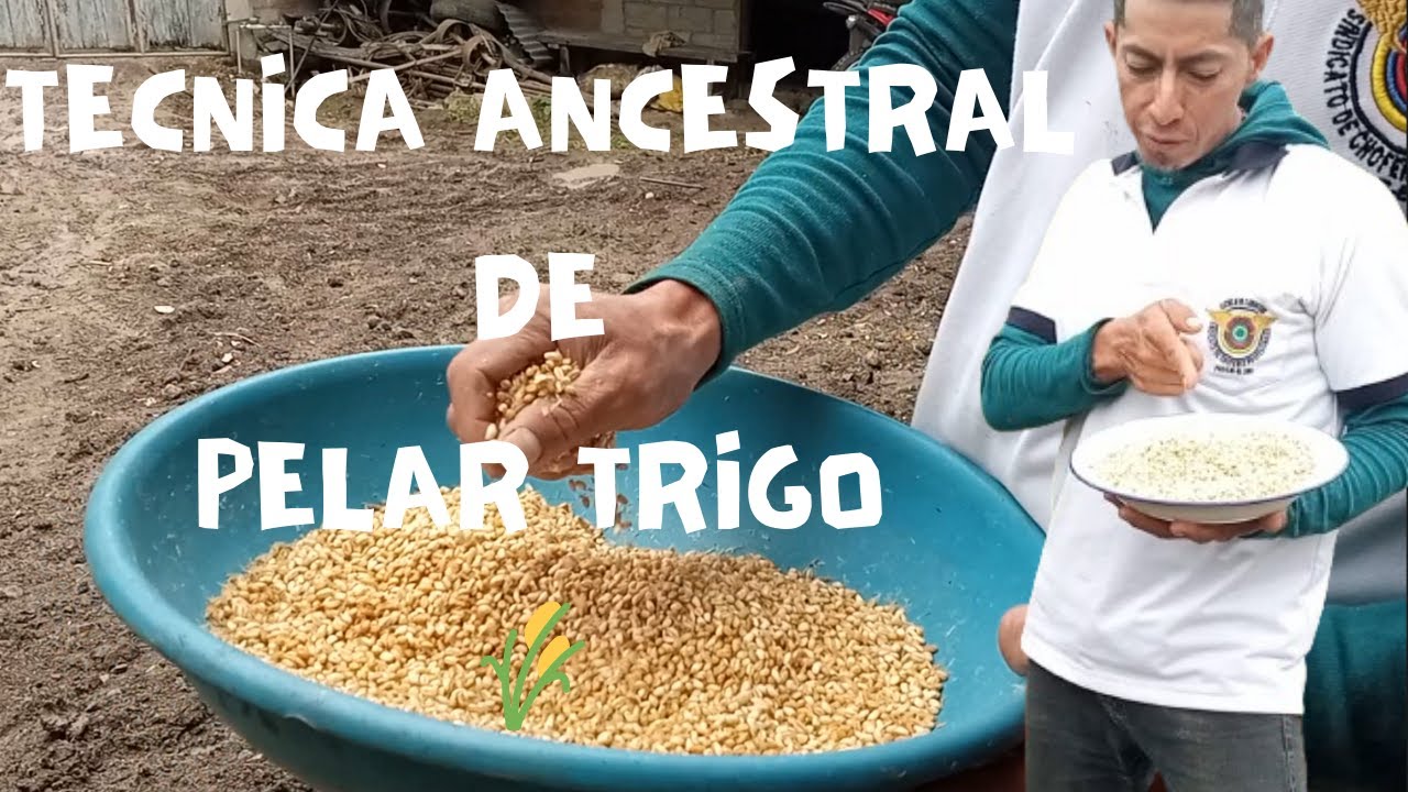 TECNICA ANCESTRAL DE PELAR TRIGO 🌾 🌾 🌾