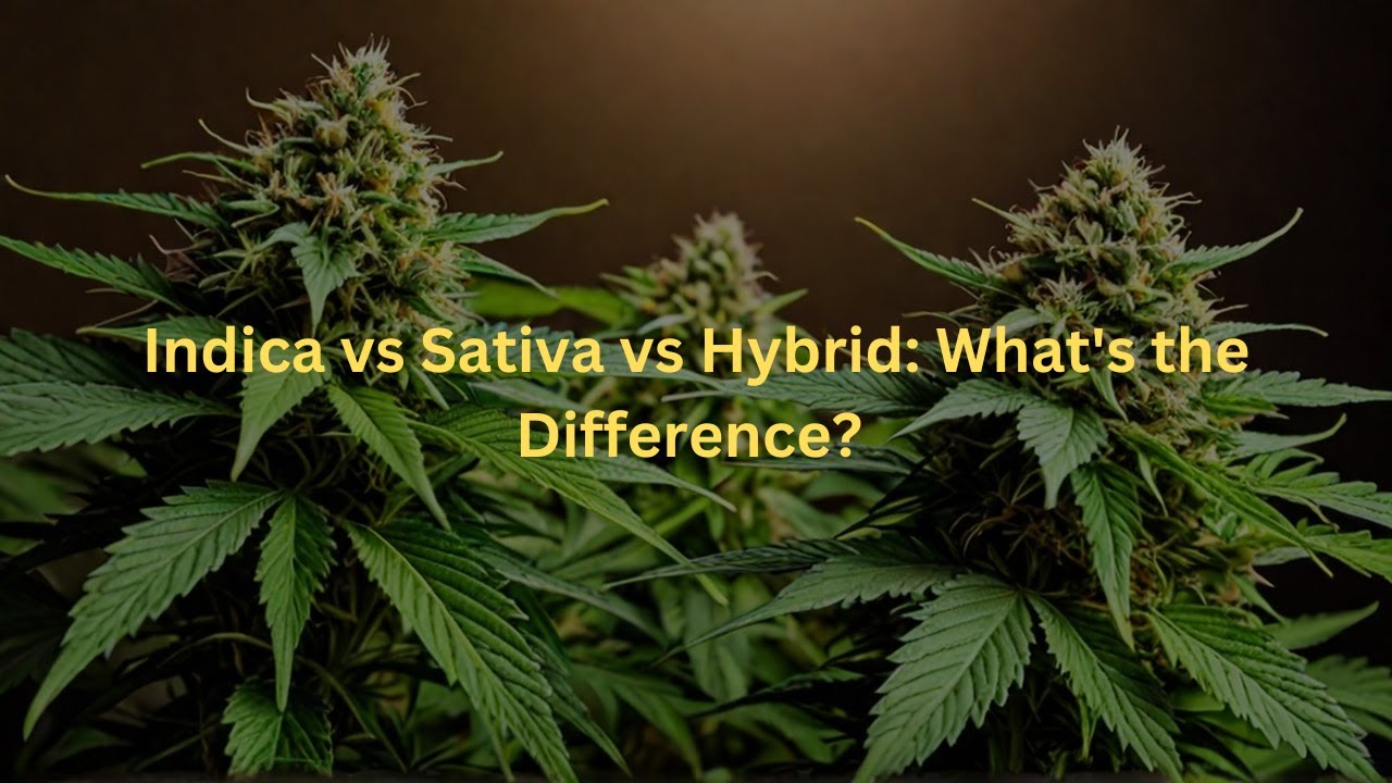 Indica vs Sativa vs Hybrid: What's the Difference? (2024)