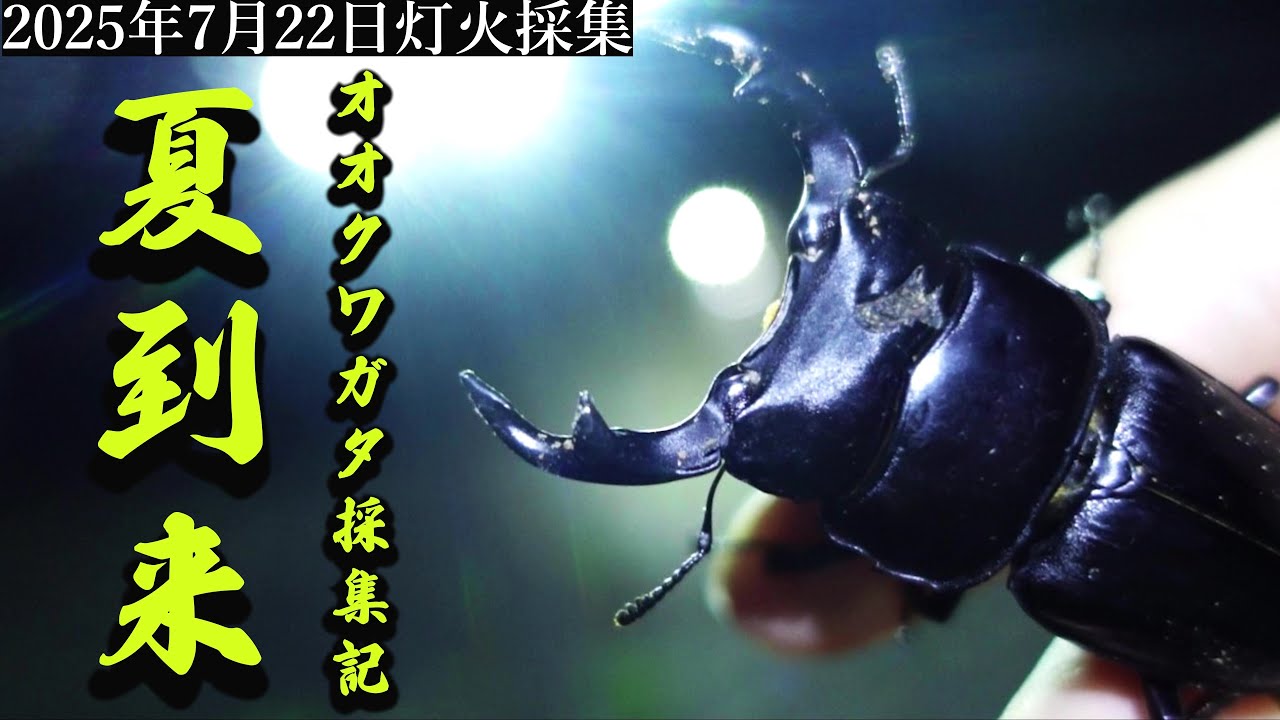 第3夜【神回】「真夏の大激闘！オオクワガタ大歯飛来！」【ライトトラップ/昆虫採集/2025夏休み】