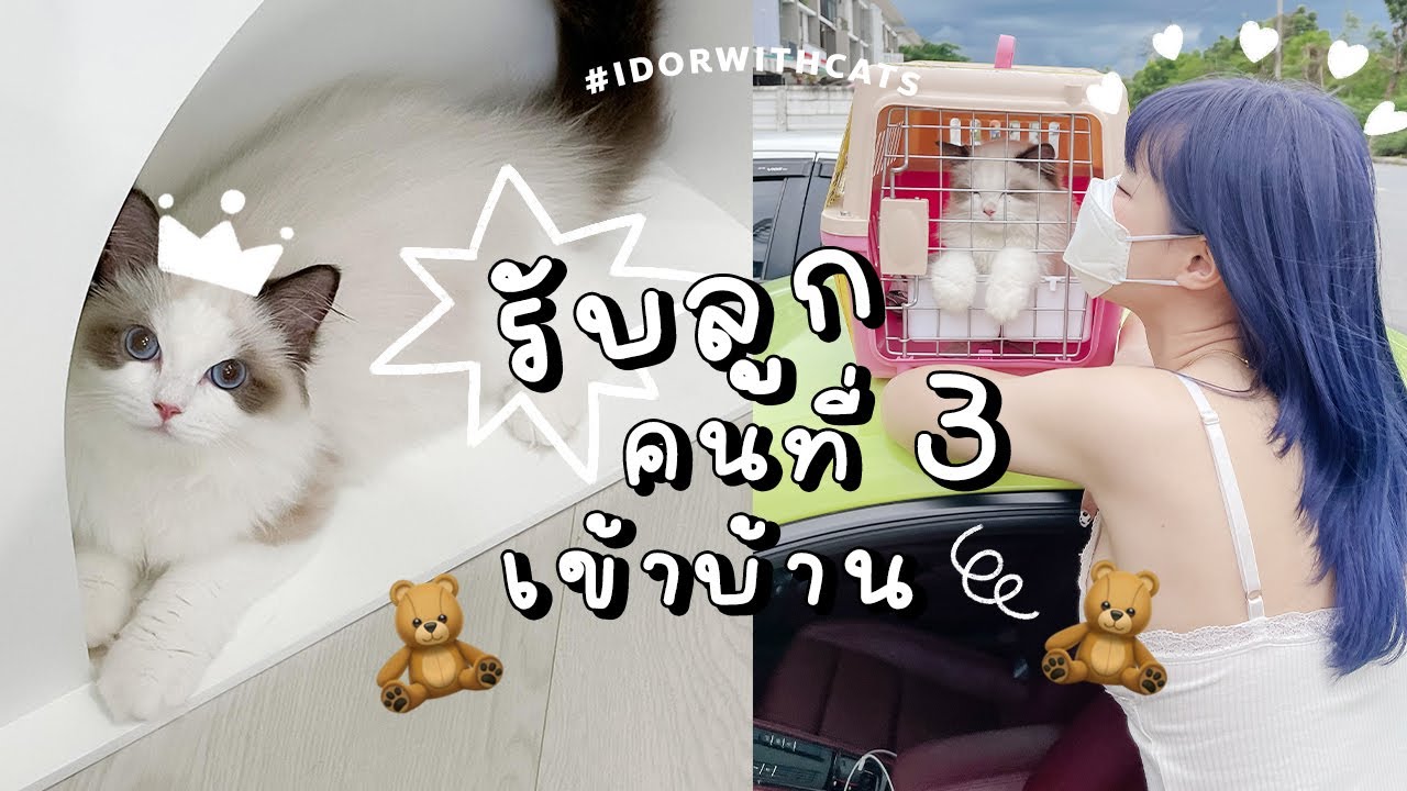 🧸 รับลูกคนที่ 3 Ragdoll ตัวแรกของบ้าน จะหยุดที่กี่ตัวดี 💸 | ndmikkiholic ♡