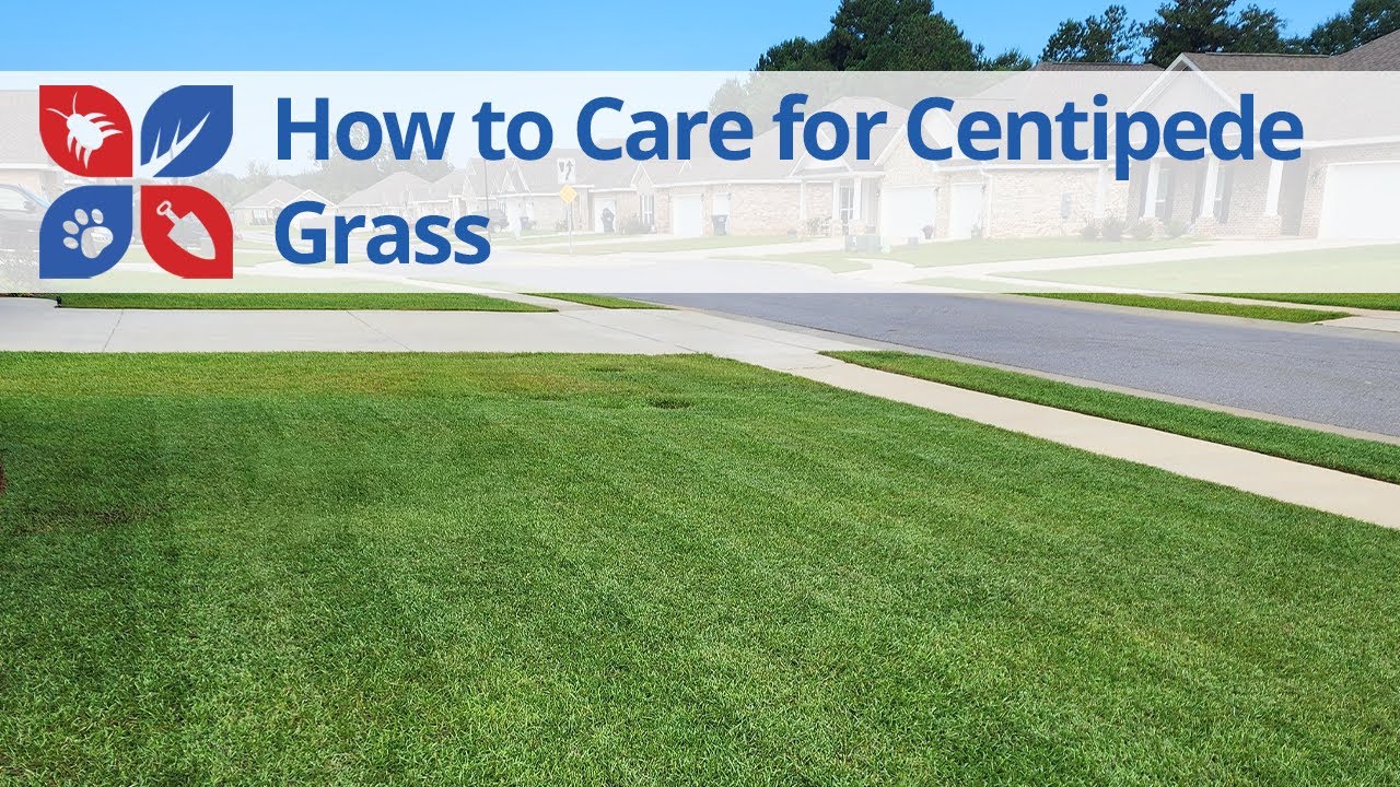How to Care for Centipede Grass | DoMyOwn.com