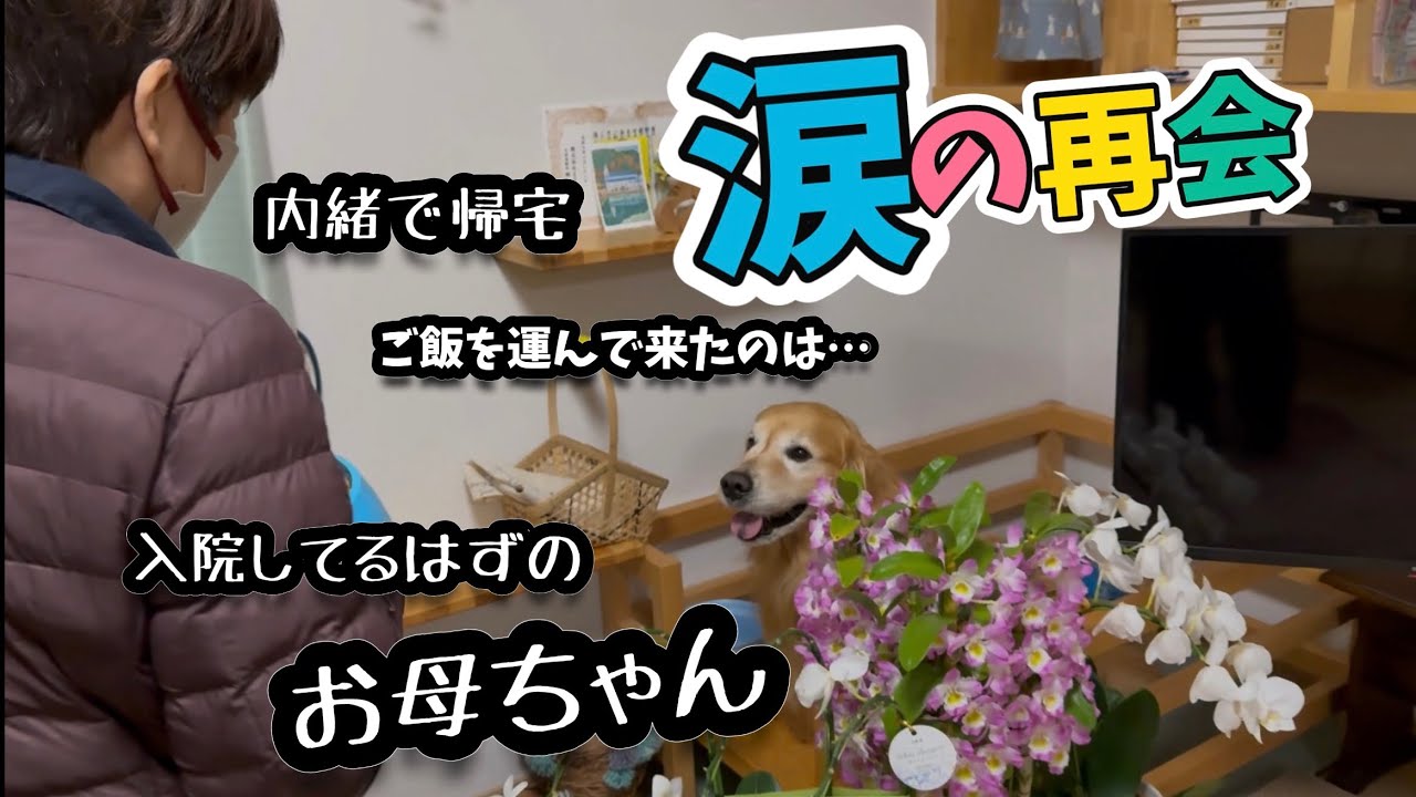 【無事退院しました。】親子の再会‼︎何も知らずご飯を待つホットの目の前にお母ちゃんが&hellip;