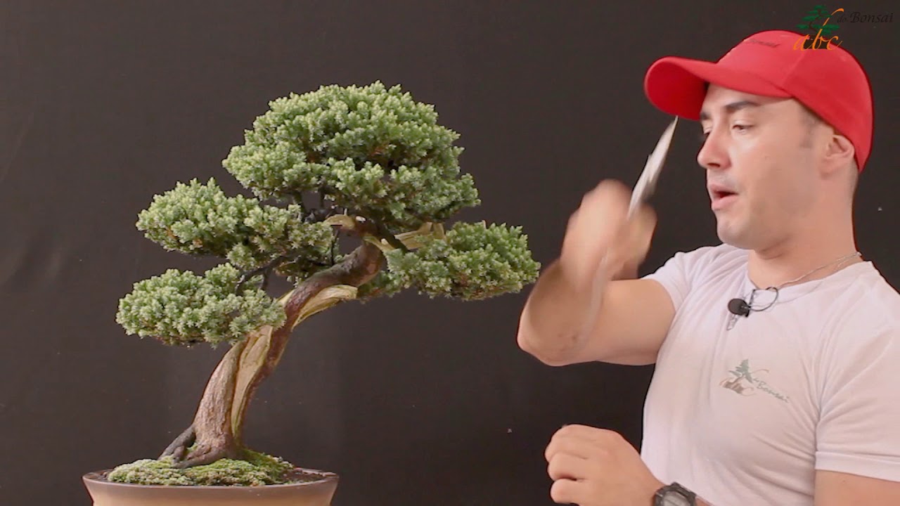 MANUTENÇÃO DE BONSAI DE JUNÍPERO