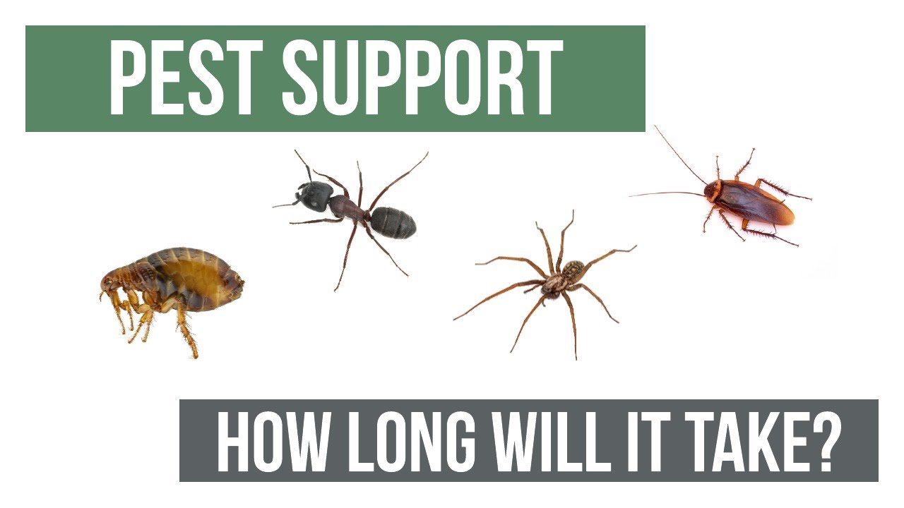 How Long Will It Take to Get Rid of My Pest Issue? | Pest Support