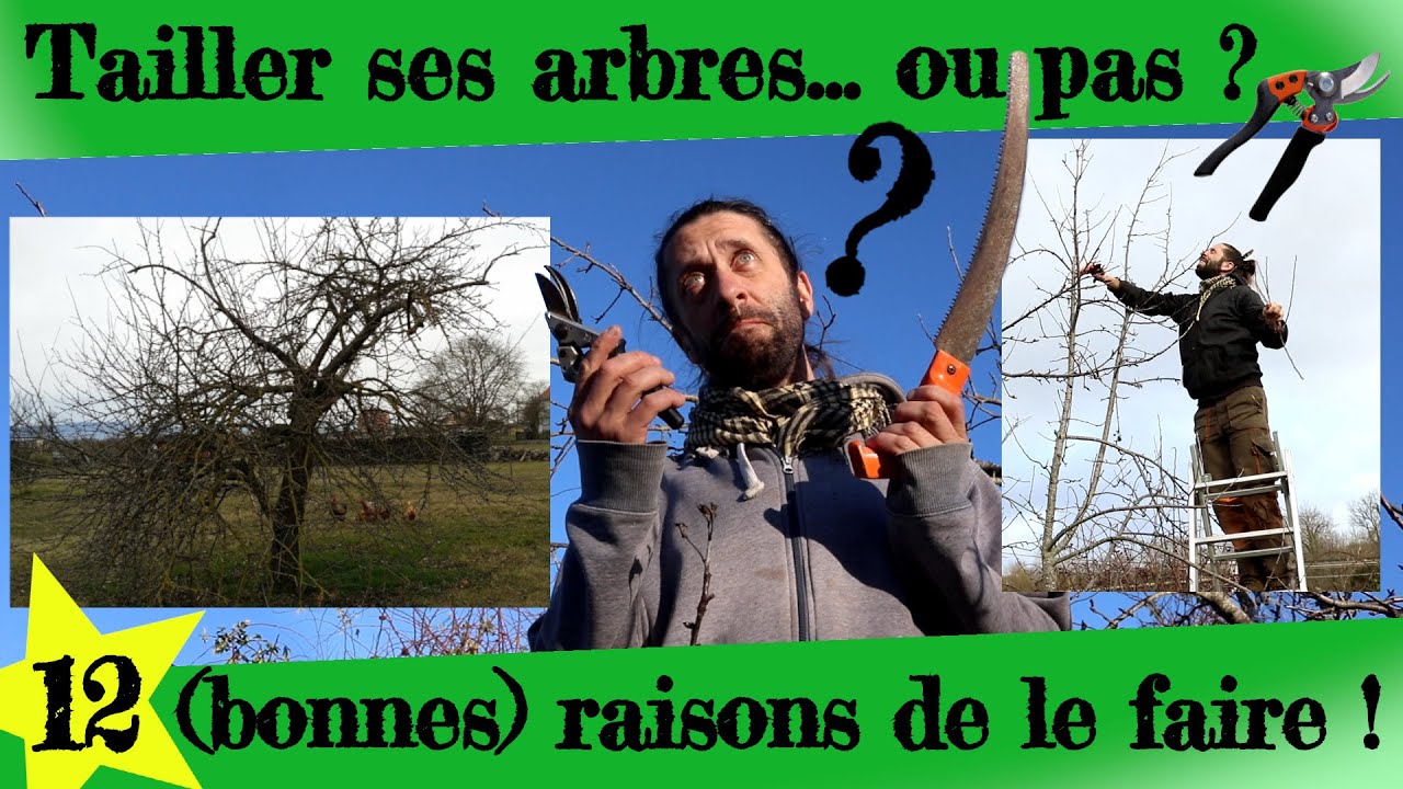 12 bonnes raisons de tailler ses arbres... ou pas !