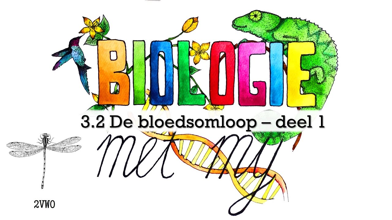 2VG - 3.2 De bloedsomloop - deel 1