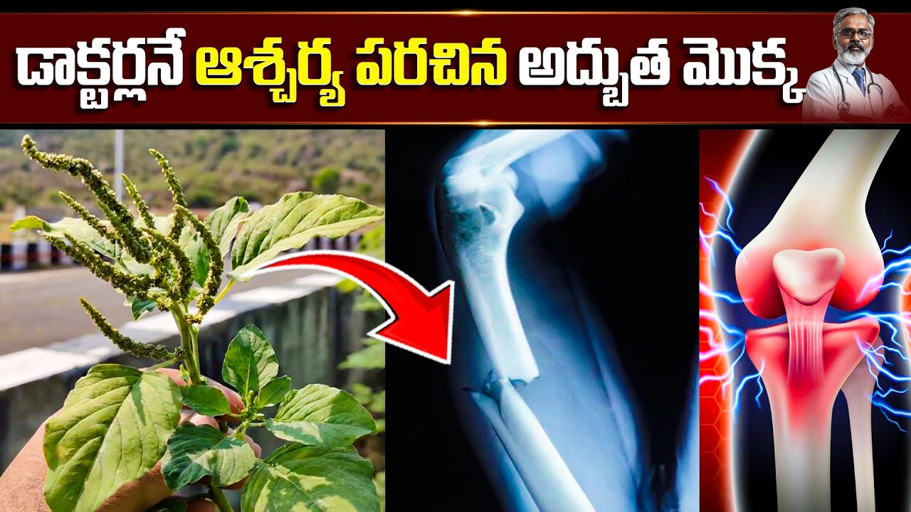 డాక్టర్లనే ఆశ్చర్య పరచిన అద్బుత మొక్క | Powerful Benefits of Chilaka Thotakura & Gaddi Chamanthi