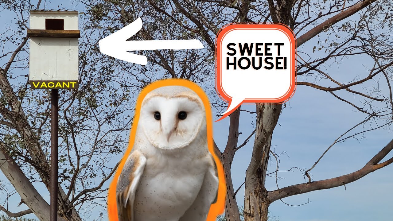 DIY Owl Nesting Box | Dissecting Owl Pellets