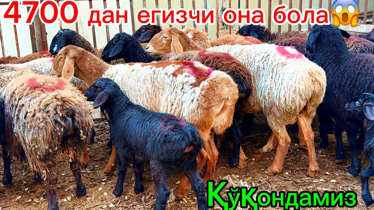 2900 га бўғоз тўхили қўй🔥4700 дан егизак она бола қўй😱