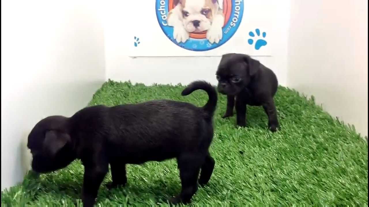 venta de perros cachorros Pug Color Negro Hembra y Macho Cachorros y mas cachorros.com